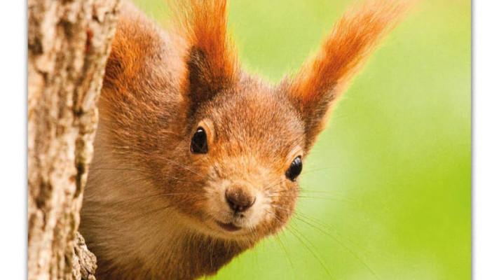 Naše příroda 4/20 - pohodové čtení na prázdniny Naše příroda 4/20 - pohodové čtení na prázdniny