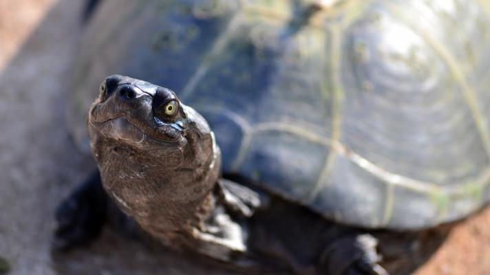 Dříve si v Senegalu na želvách pochutnávali, teď je chrání