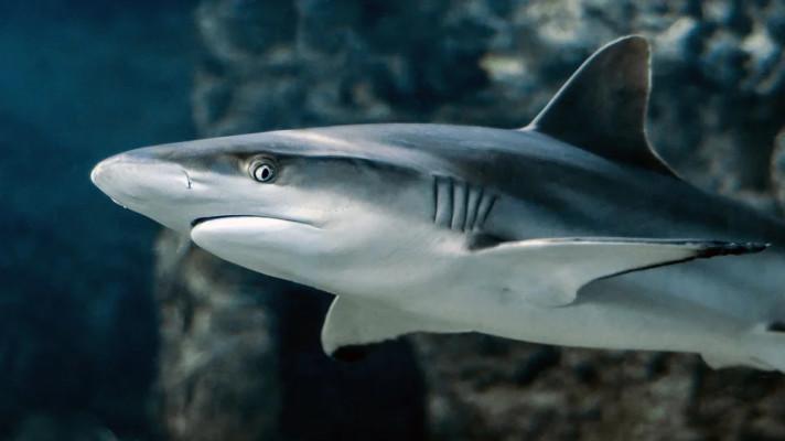The Guardian: Proč potřebujeme žraloky? A jací doopravdy jsou?