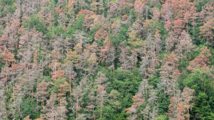 Krize zdravotního stavu borových porostů Krize zdravotního stavu borových porostů