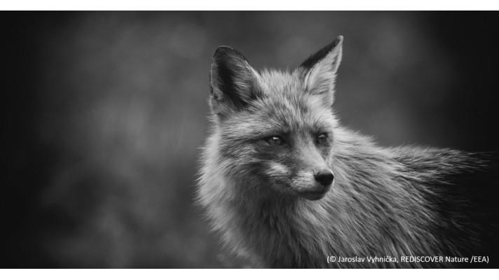 Finále hlasování ve fotosoutěži Evropské agentury pro životní prostředí Finále hlasování ve fotosoutěži Evropské agentury pro životní prostředí