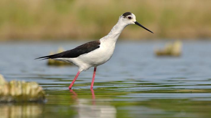 Mimořádná ptačí sezóna na rybníku Nesyt Mimořádná ptačí sezóna na rybníku Nesyt