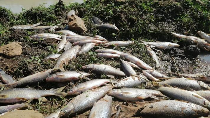 Z řeky Bečvy odvezli rybáři do kafilerie už 20 tun otrávených ryb