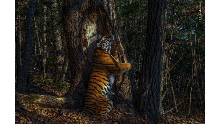 Snímek tygra objímacího strom získal cenu za přírodní fotografii