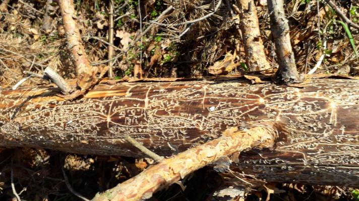 Na odumírání borovice lesní se významně podílí škodlivý hmyz a houby Na odumírání borovice lesní se významně podílí škodlivý hmyz a houby