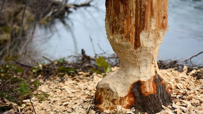 V Praze se rozrůstá populace bobrů, je jich asi stovka V Praze se rozrůstá populace bobrů, je jich asi stovka