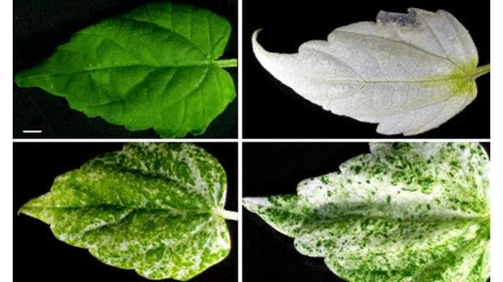 Vědci udělali první krok ke geneticky upravenému pivu, co má říz Vědci udělali první krok ke geneticky upravenému pivu, co má říz