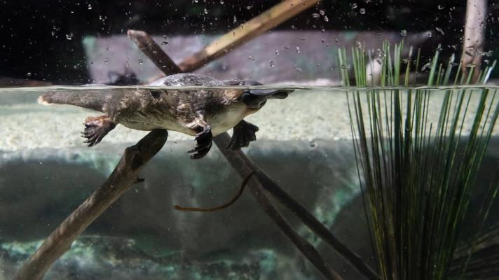 Australští vědci se obávají o budoucnost ptakopyska Australští vědci se obávají o budoucnost ptakopyska