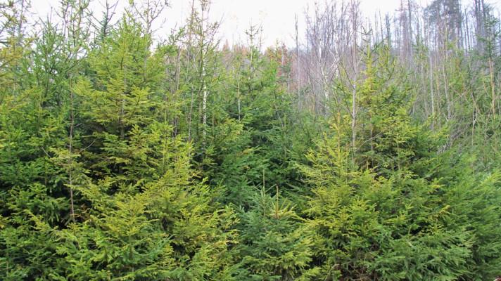 Zdravotní stav smrkových mlazin v Orlických horách se v posledních 20 letech mírně zlepšil Zdravotní stav smrkových mlazin v Orlických horách se v posledních 20 letech mírně zlepšil