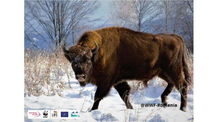 The European Bison is No Longer a Vulnerable Species