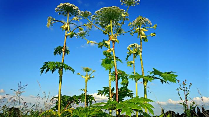 Sněmovna dala šanci novele k omezení invazivních druhů Sněmovna dala šanci novele k omezení invazivních druhů