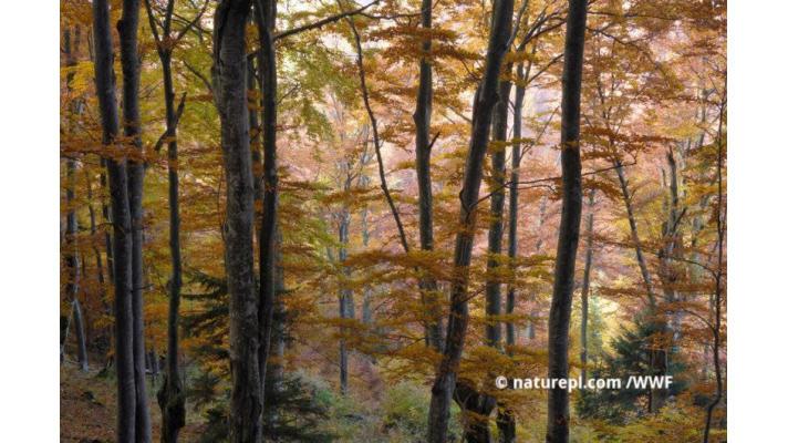 Most Forest Biomass Worse for Climate than Fossil Fuels - EU Commission Report Most Forest Biomass Worse for Climate than Fossil Fuels - EU Commission Report