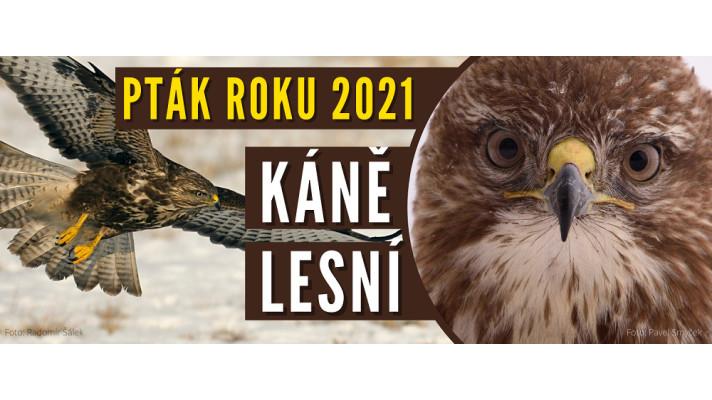 Ptákem roku 2021 je v Česku káně lesní