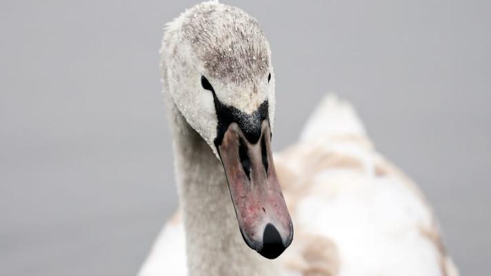 V ČR se po roce znovu objevila ptačí chřipka, měly ji labutě