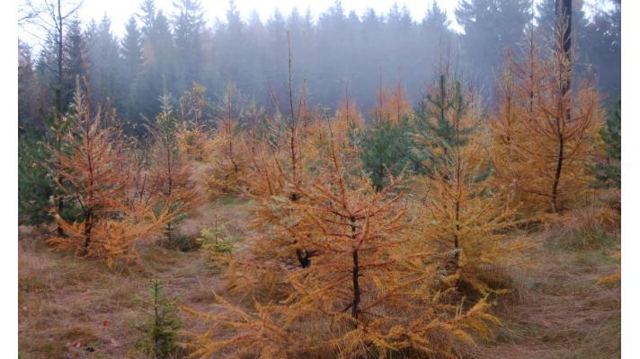 Genetické metody umožňují vědcům najít modříny odolné vůči rakovině Genetické metody umožňují vědcům najít modříny odolné vůči rakovině