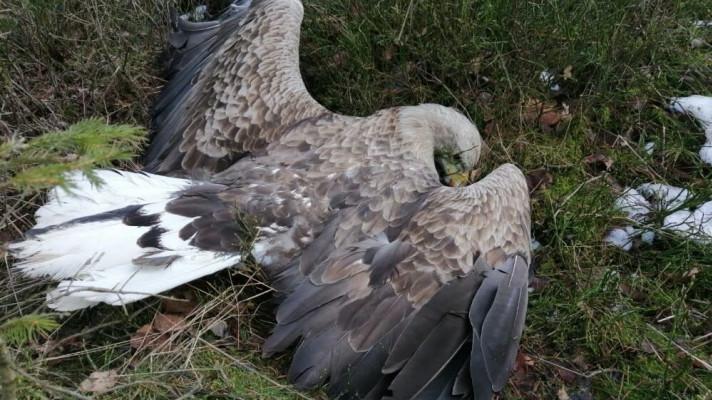 Další případ otravy. Na Příbramsku bylo nalezeno 16 mrtvých zvířat včetně šesti dravců Další případ otravy. Na Příbramsku bylo nalezeno 16 mrtvých zvířat včetně šesti dravců