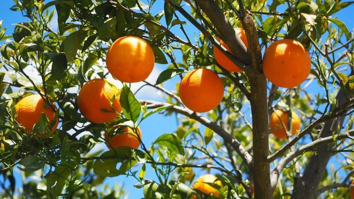 Sevilla bude vyrábět elektřinu z pomerančů, má jich víc než dost
