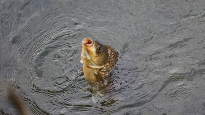 Na zarybnění Bečvy už padlo půl milionu, bude pokračovat i letos Na zarybnění Bečvy už padlo půl milionu, bude pokračovat i letos