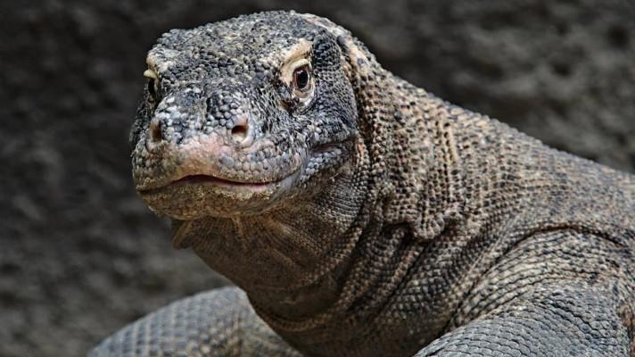 Vědci se bojí o indonéský Jurský park a komodské draky