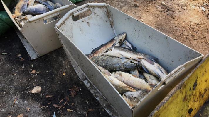 Kanadští vědci vytvořili biologicky rozložitelný materiál z rybího odpadu