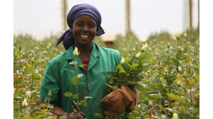 Udržitelná spotřeba dál posiluje: prodej zboží s etickou certifikací Fairtrade zaznamenal i loni nárůst. Na českém trhu se navíc poprvé objevily fairtradové růže a banány