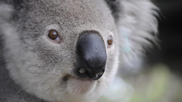 V Austrálii začnou sledovat pohyb koalů s pomocí čteček obličejů