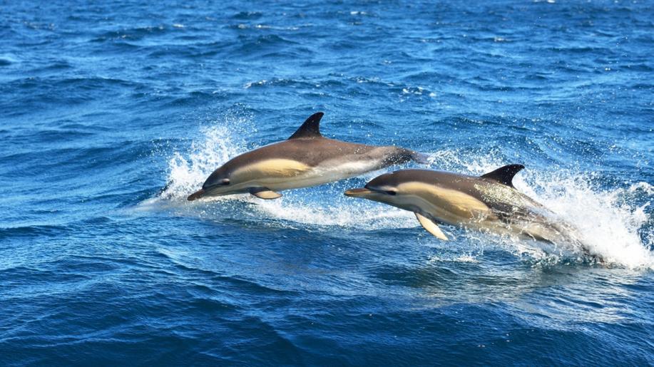 Delfíni podle studie křičí, aby přehlušili hluk, který v mořích způsobuje člověk