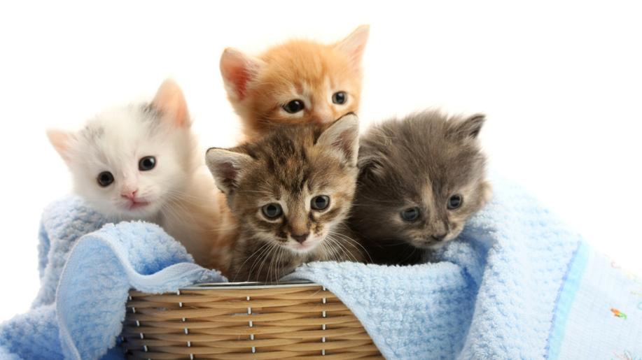 2. března - Mezinárodní den záchrany koček