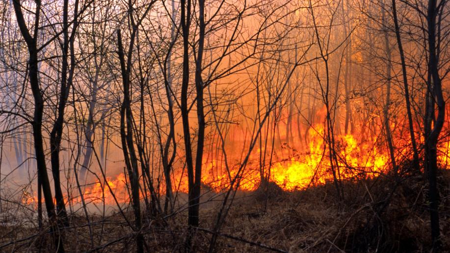 Požár v řeckém národním parku Dadia je největším zaznamenaným požárem v EU