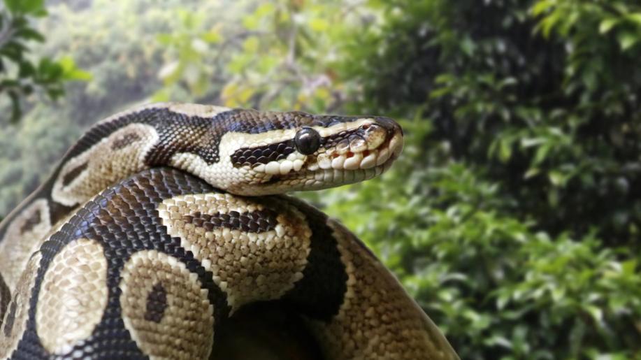 Indické bažiny před miliony let obýval jeden z největších kdy objevených hadů