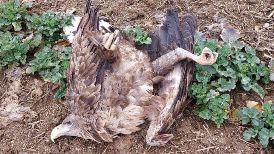 Otrava orlů na Příbramsku: psí jednotka ČSO dohledala další mrtvá zvířata