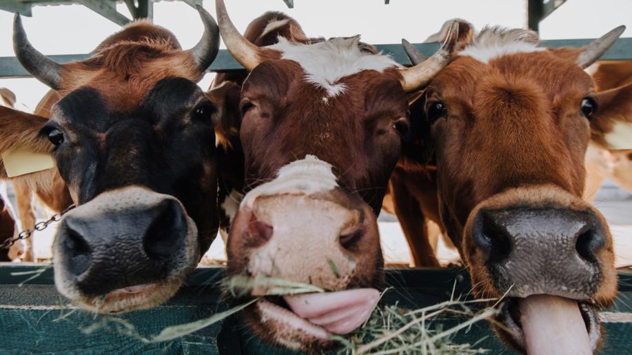 Dánsko bude dotovat příměs do krmení, která u krav snižuje emise metanu