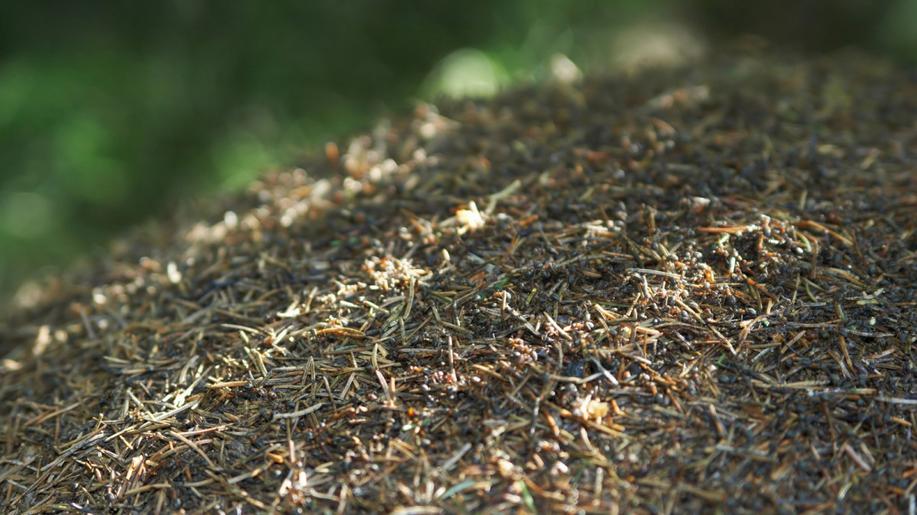 V Novém Boru budou stěhovat velké lesní mravence z obytné čtvrti do lesa