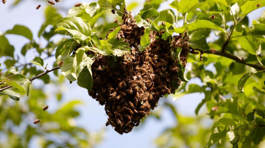 Hasiči odstraňují roje včel jen z veřejných prostranstvích či v případě ohrožení