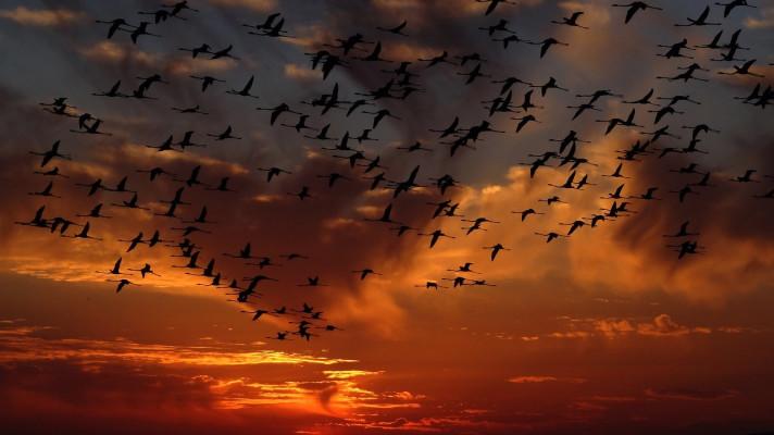 Pytláci na Kypru na podzim ulovili přes 435.000 tažných ptáků; končí na talíři