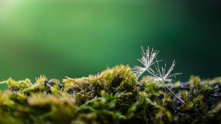 Vědci Botanického ústavu jako první kvantifikují regionální rozdíly v diverzitě rostlin od konce doby ledové