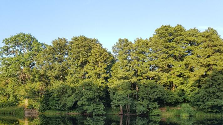 Voda z Moravy zaplavuje lužní lesy, jde o opatření proti suchu