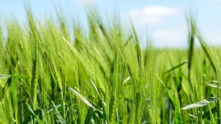 Češi předloni zvýšili nákupy biopotravin skoro o třetinu