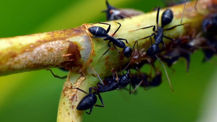 Nejrychlejší pohyb na světě umí druh tropického mravence