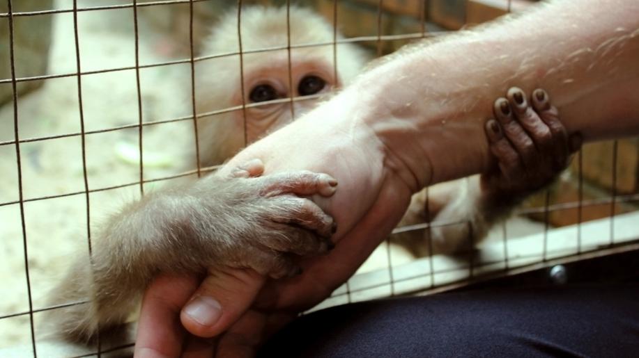 10. prosince - Mezinárodní den práv zvířat 10. prosince - Mezinárodní den práv zvířat