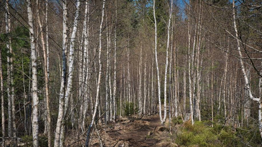 K čemu je dobré znát rozdíl v transpiraci břízy bělokoré a smrku ztepilého K čemu je dobré znát rozdíl v transpiraci břízy bělokoré a smrku ztepilého