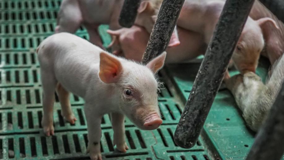 Konec klecových velkochovů v nedohlednu. Spekuluje se o tlaku živočišného průmyslu