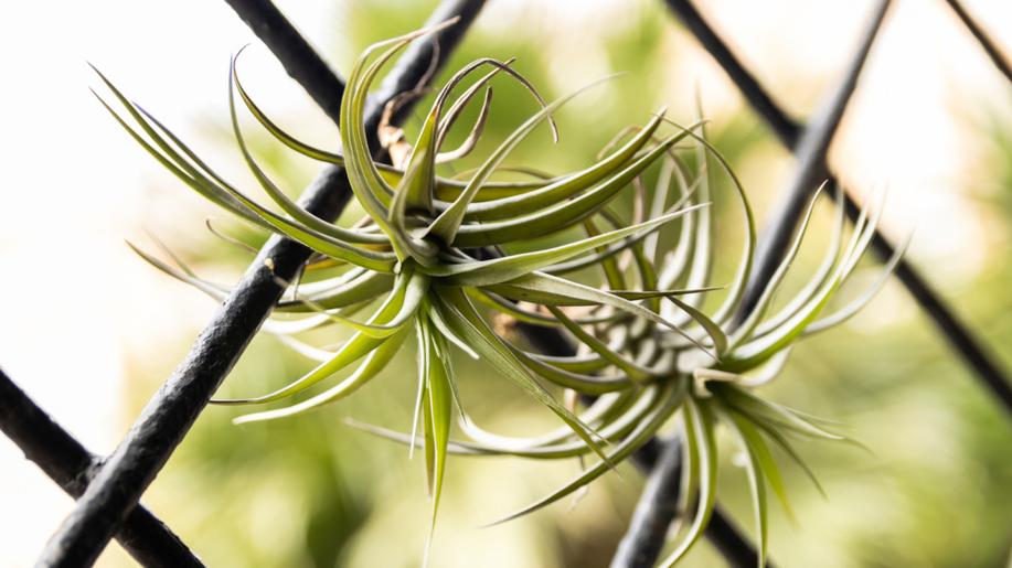 Jak rostliny reagují na znečištění atmosféry Jak rostliny reagují na znečištění atmosféry