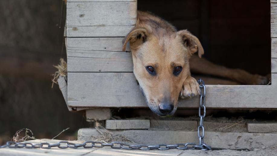 Praha chce zákaz chovu psů na řetězech, MMR navrhuje obecní holubníky