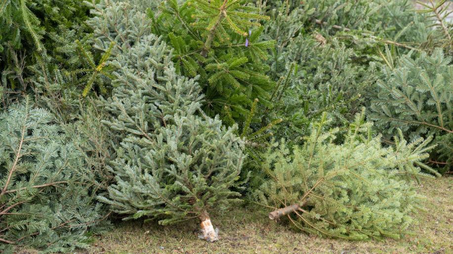 V Praze popeláři letos jako každoročně zlikvidují stovky tisíc vánočních stromků
