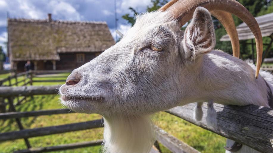 Muži ve Francii si odsedí půl roku, ukradli a chtěli sníst kozu z muzea