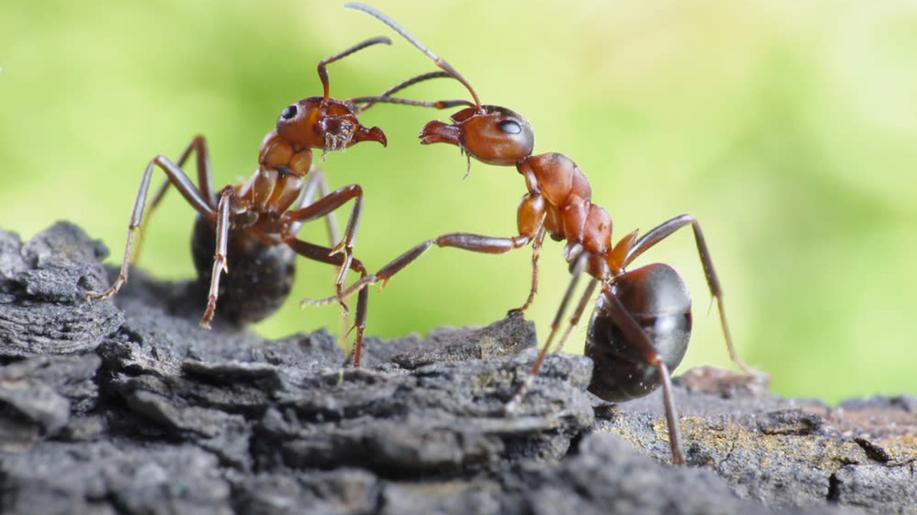 El Periódico: Cena mexických mravenců roste, stali se gurmánskou pochoutkou