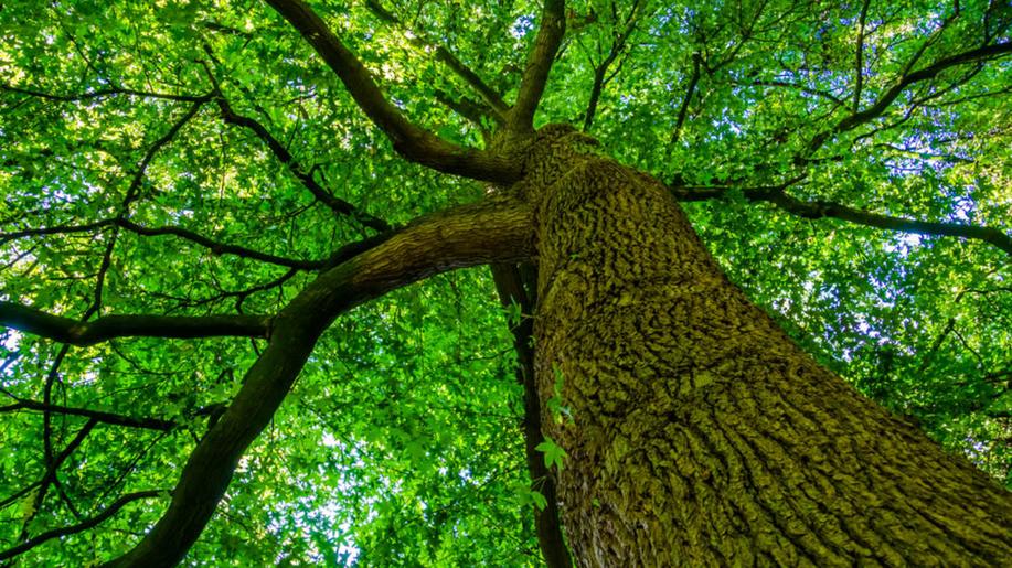 Vědci z Mendelovy univerzity objevili nový druh škodlivé houby na ořešácích