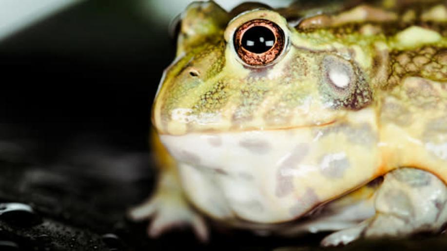 Nová výzva pomůže chránit migrující živočichy