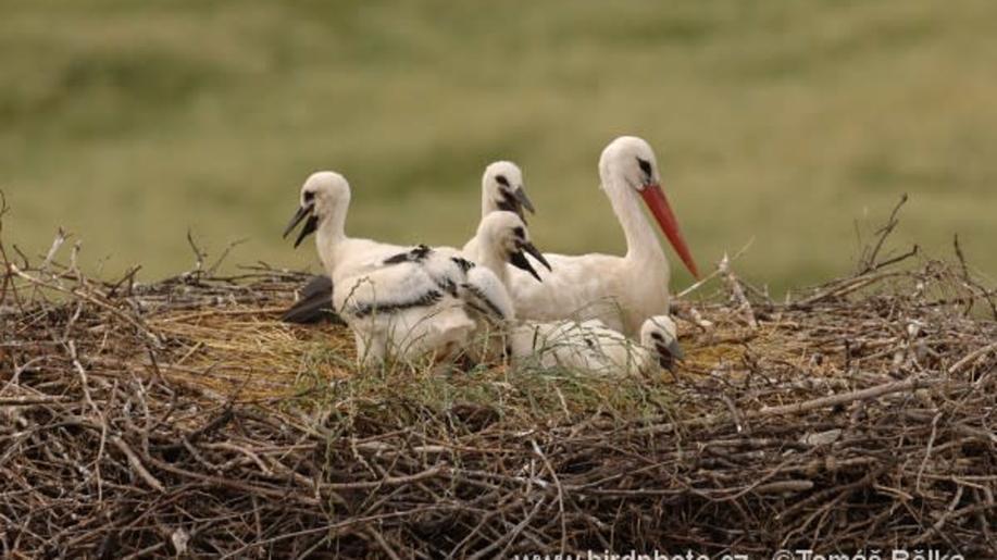 Jak přežila bouřky a lijáky čapí mláďata? Zapojte se do sledování hnízd Jak přežila bouřky a lijáky čapí mláďata? Zapojte se do sledování hnízd